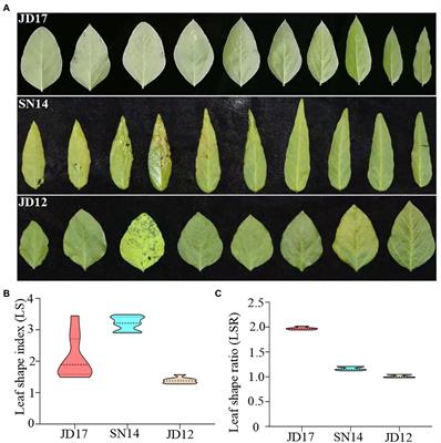 QTL and candidate genes for heterophylly in soybean based on two populations of recombinant inbred lines